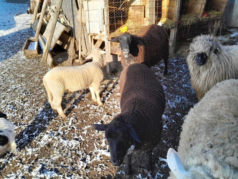 De vanzare berbecuți si berbec rasă de carne