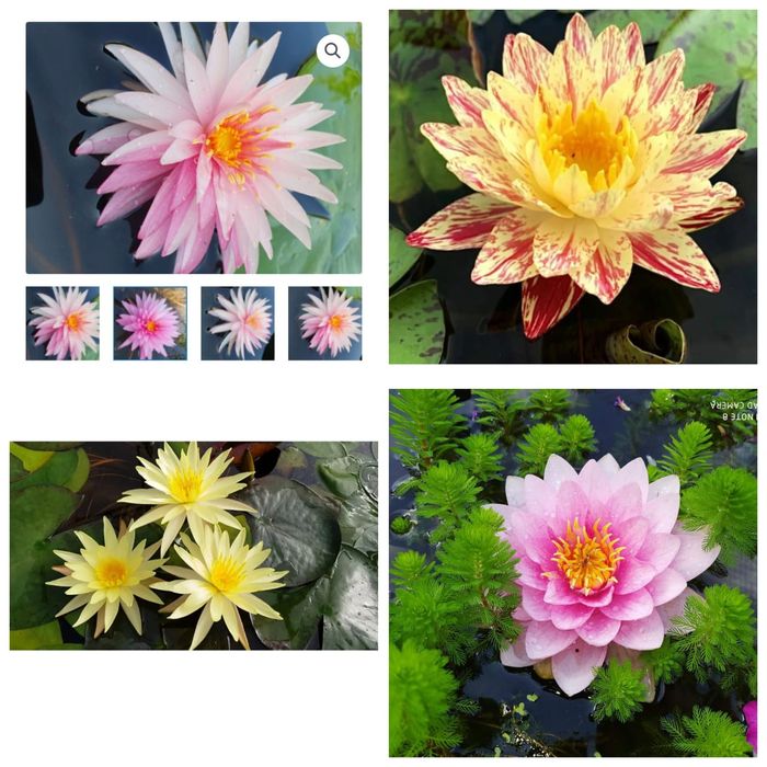 Нимфея кувшинка растения прудовые