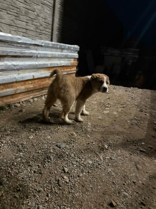 2 айлық алабай күшік сатылады