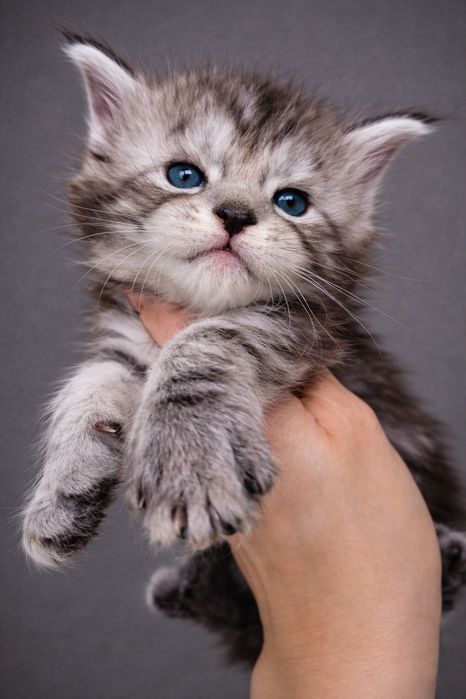 Огромные Котята Мейн-кун от Чемпиона