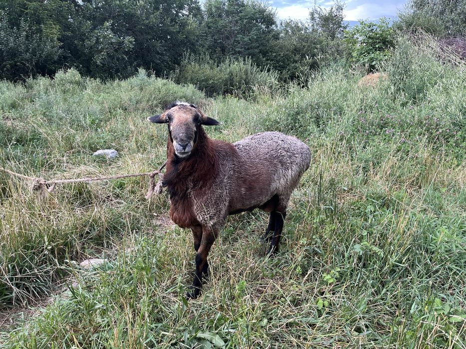 Продаётся баран, кошкар