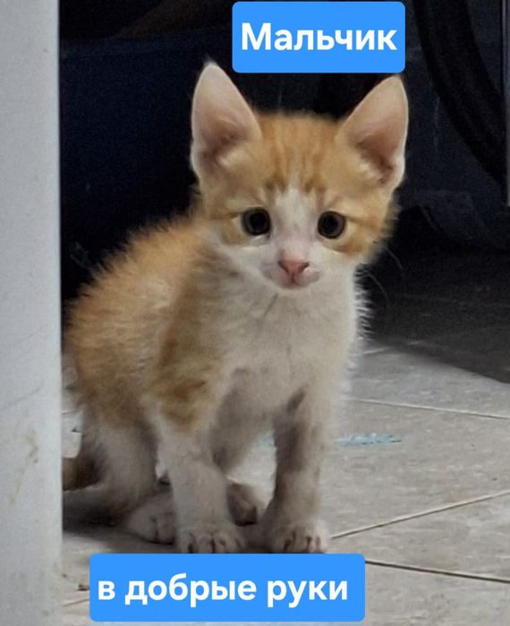 Котята в добрые руки