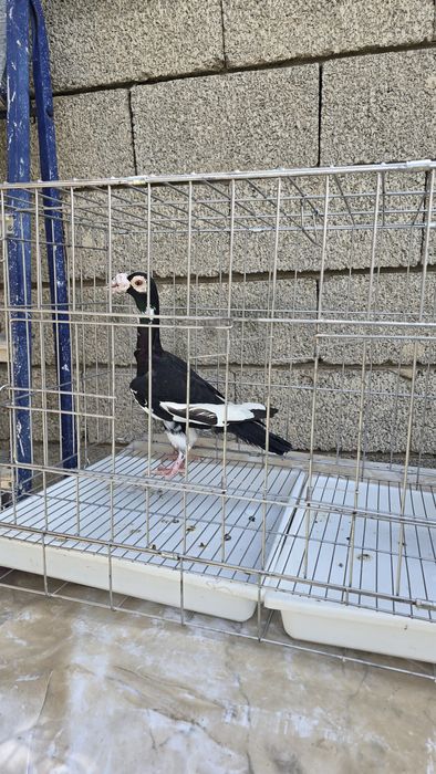 Голуби очень крупные