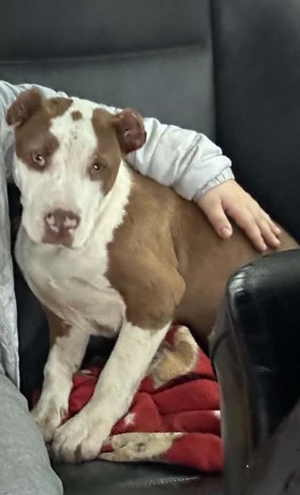 Vand pui amstaff