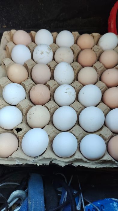 Продам Оптом Яйца