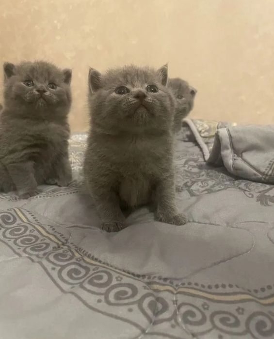 Британские котята