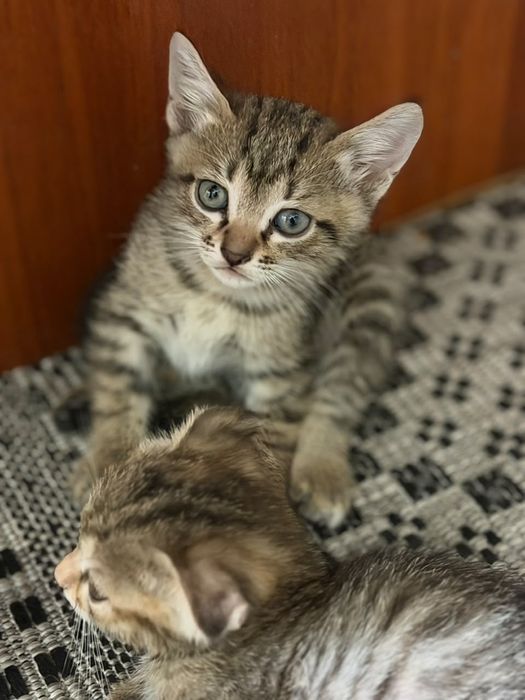 Котята в хорошие руки