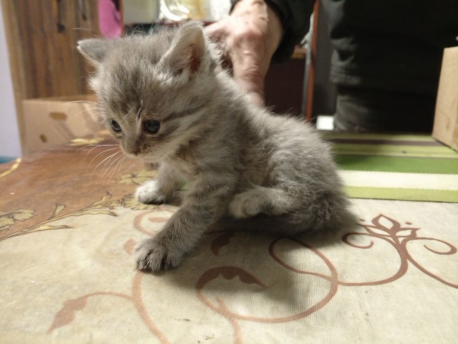 Продам котят шотландских страйт