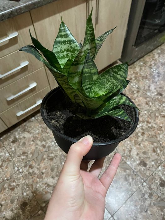 Продаю цветы сансевьера