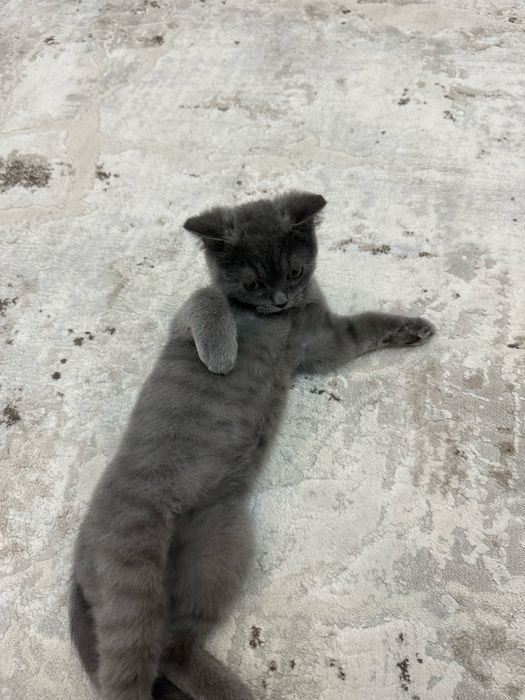 Продается кот 5 месяцев, скоттиш фолд