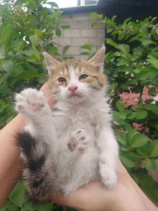 котята Шымкент))