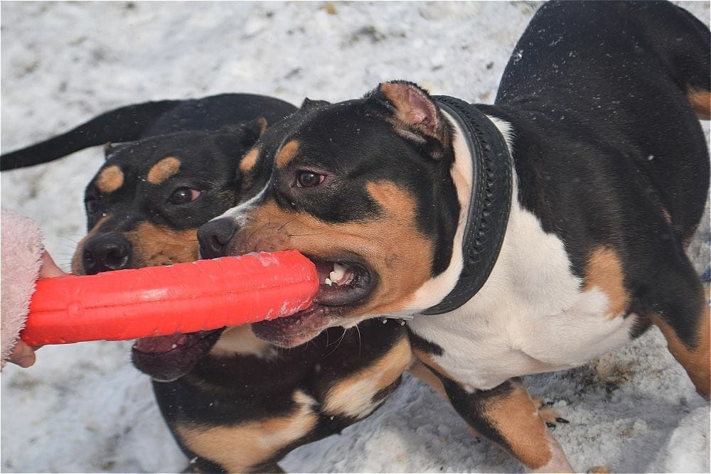 щенки американский булли