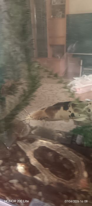 Продам Сомов клариус тигровые