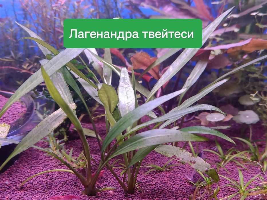 Редкие аквариумные растения