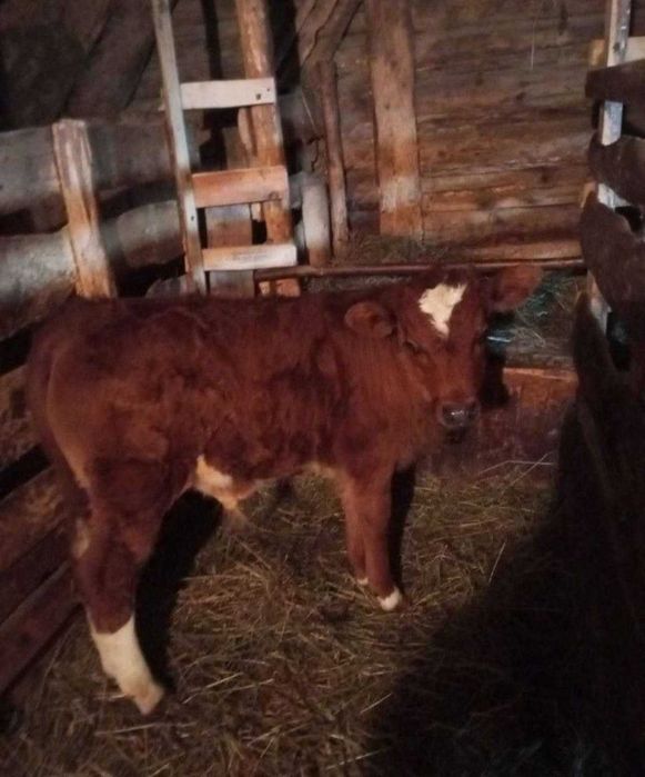 Молочные коровы есть,,,iii..ґ''ї