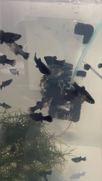 Vand pui pestii xifo/moli