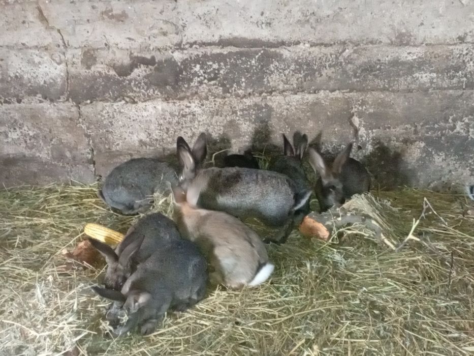 Iepurași de vânzare