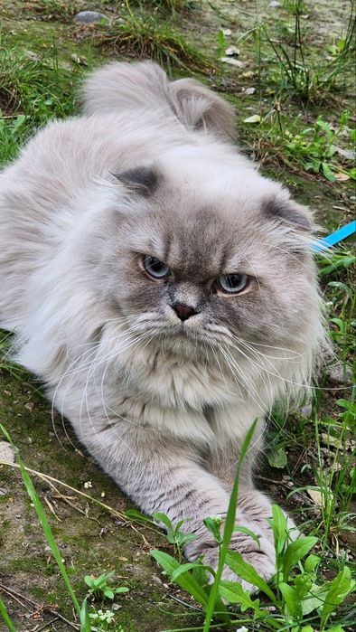 Mushuk xavfli holatda surat