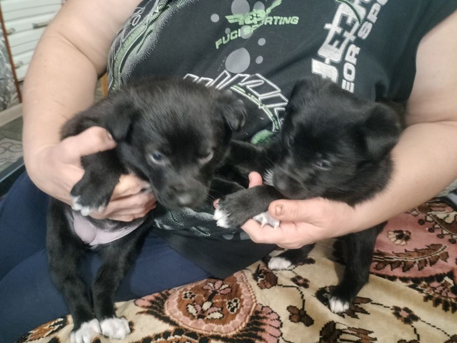 Щенки Руско европейской лайки