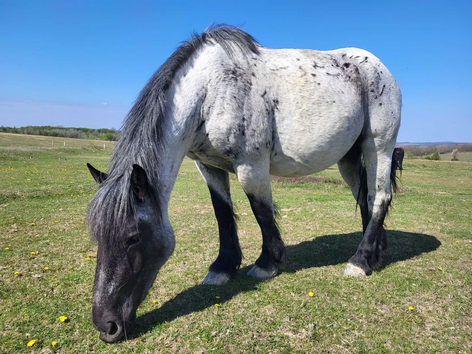 Cai de vânzare, iepe gestante, mânze