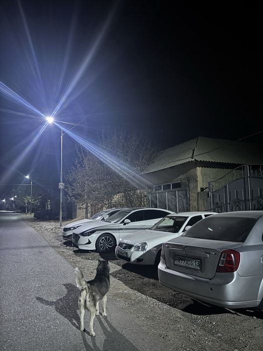 Хаски голубоглазый