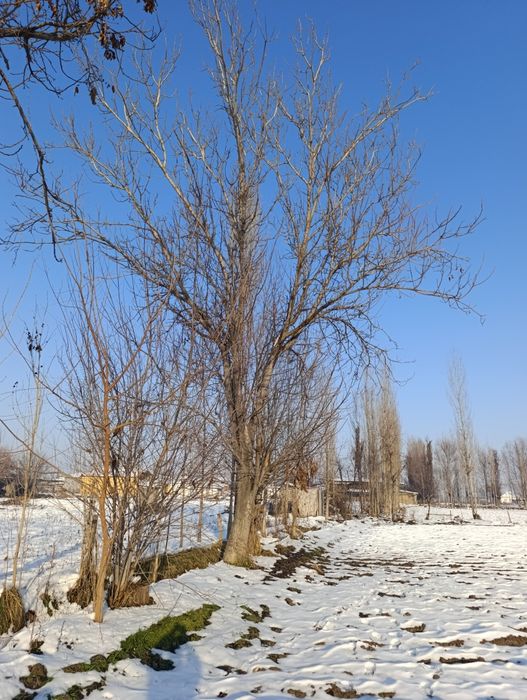 Yongoq darahti 2 dona