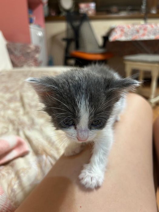 Отдам котят в хорошие руки