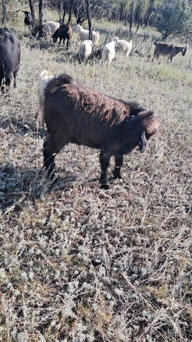 Продам коз город Павлодар