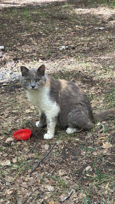 Пушистые Котята в добрые руки