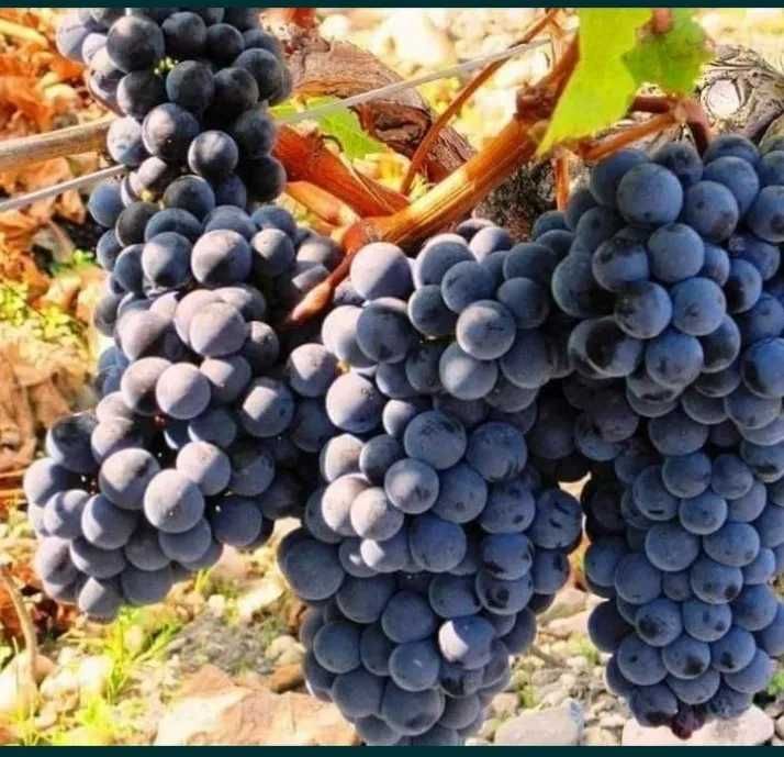 Vand Struguri de Vin