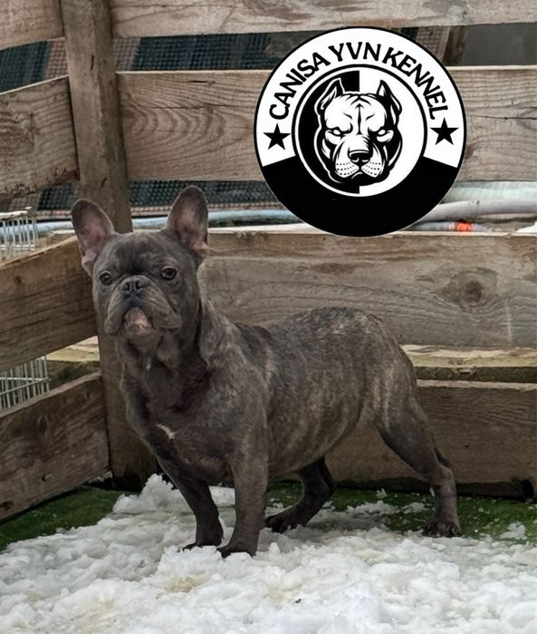 Femela buldog francez blue brindle