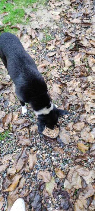 Пристраиваем  Собачку девочку возраст примерно 1 год