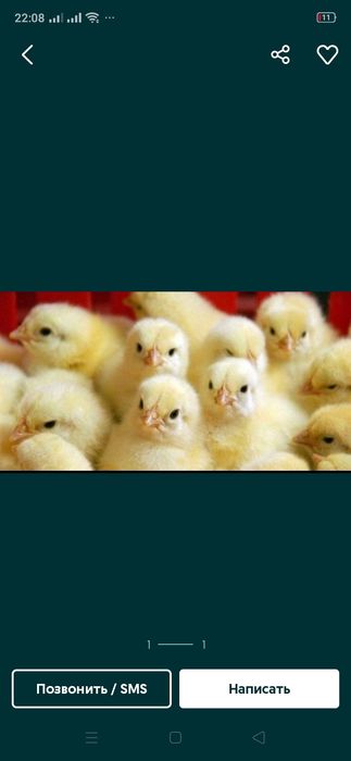 Продам циплят бройлеров