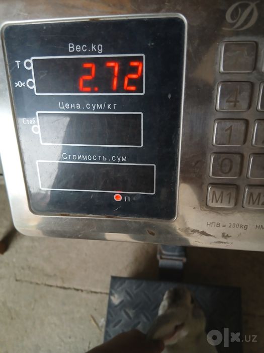 Quyon 2.72kg tozza