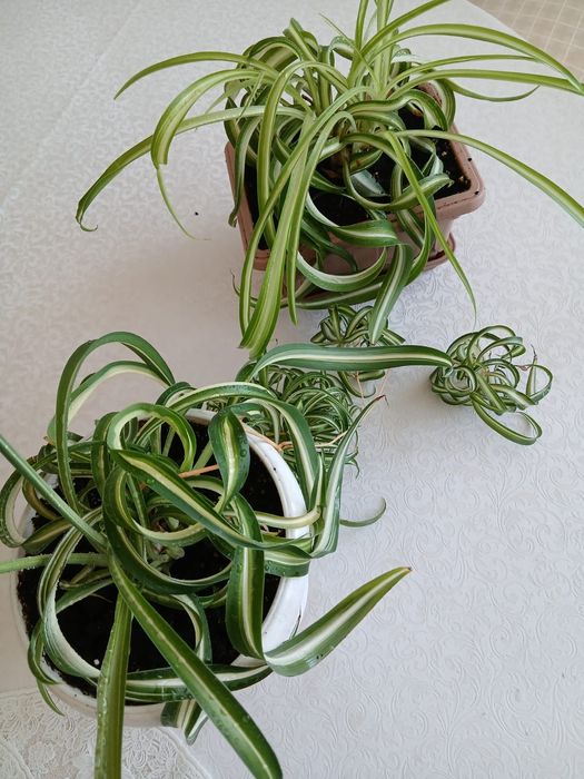 Продам хлорофитум