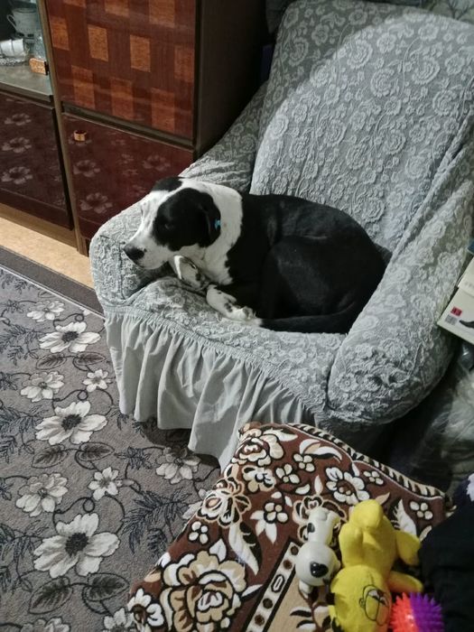 Отдам даром в добрые руки