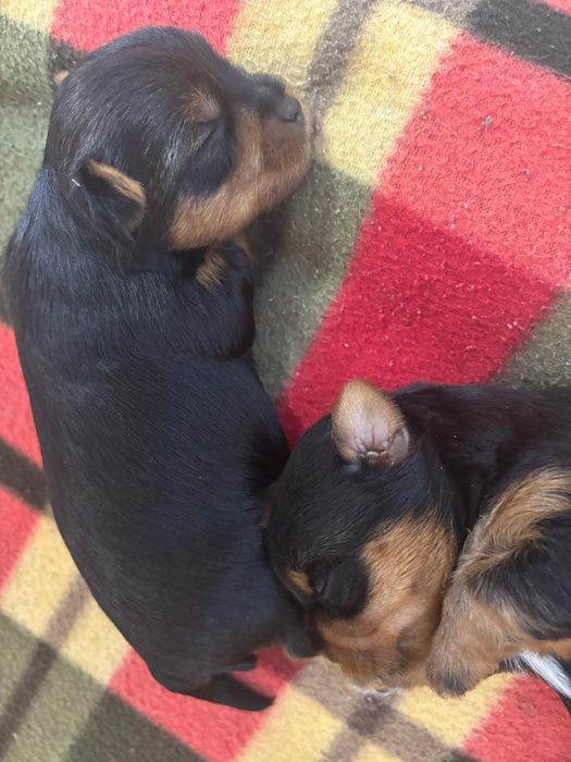 Продам щенков йоркширский терьер