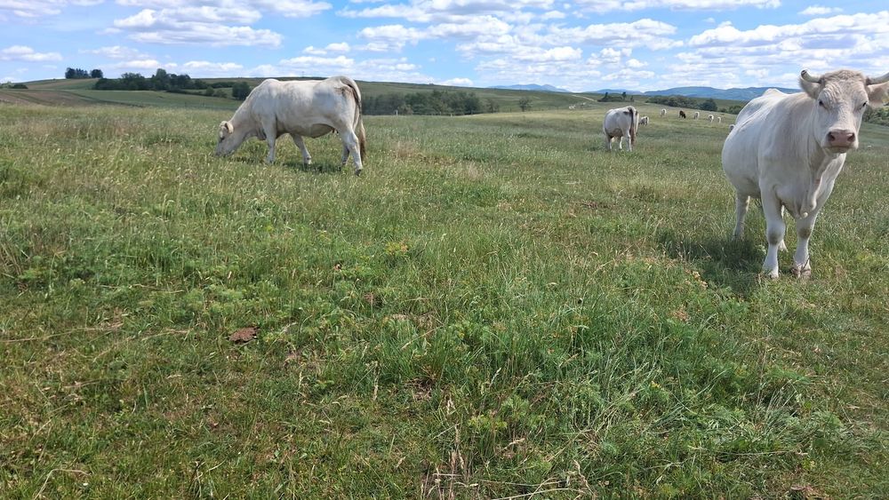 Vaci Charolais de vanzare