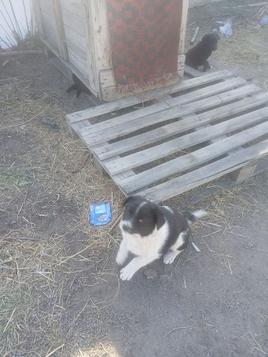 Щенки мальчики и девочки