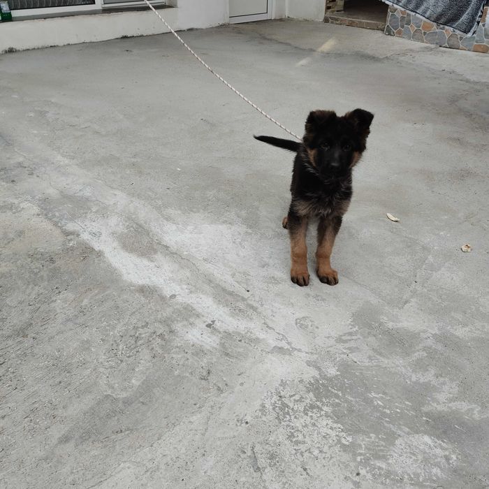 Hемска Oвчарска със чип и всички ваксини