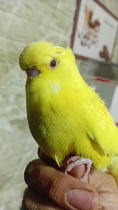 Тутикушлар сотилади