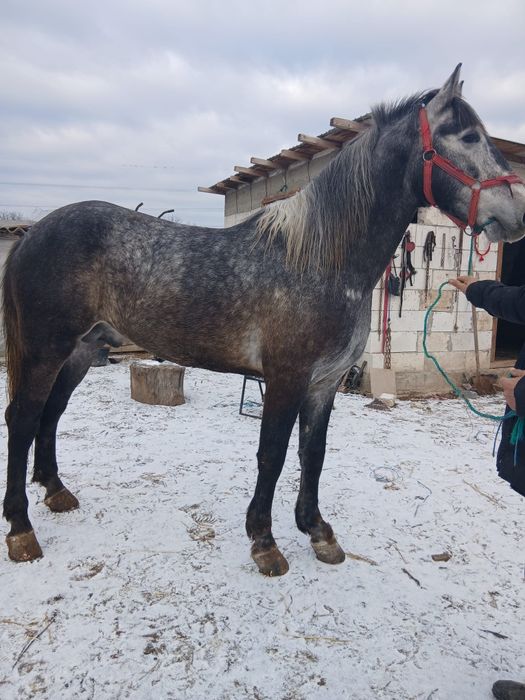 Mânz semigreu și armăsar lipițan