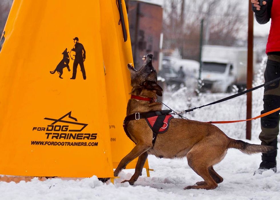 Щенки малинуа от супер-производителей