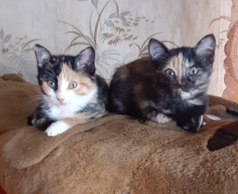 Котята в хорошие руки