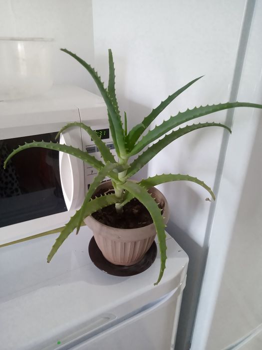 Алоэ лечебный продам!