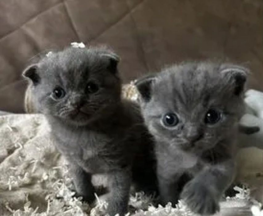 Шотдандские  прямоухие, мальчики и девочки