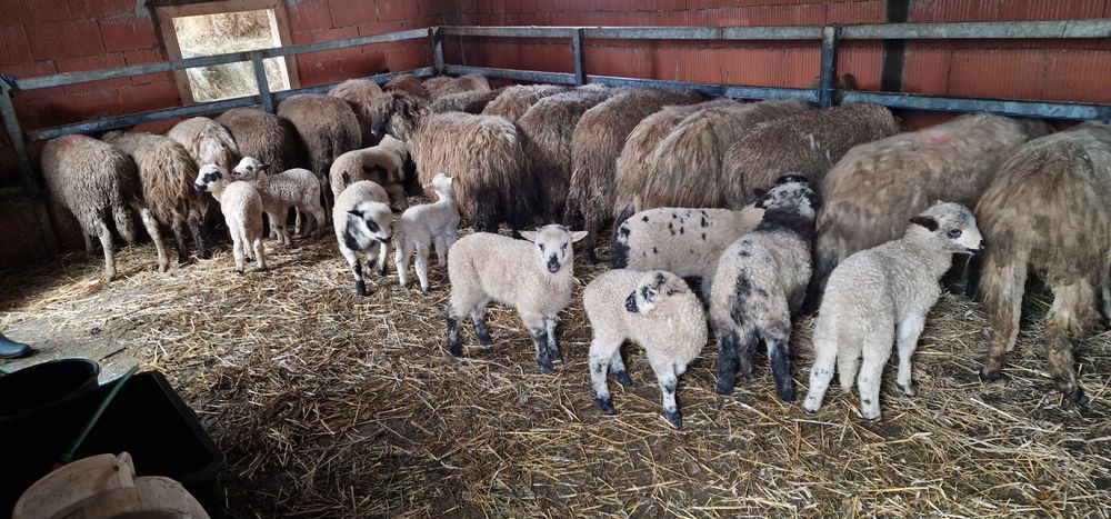 Oi tinere cu miei de vânzare