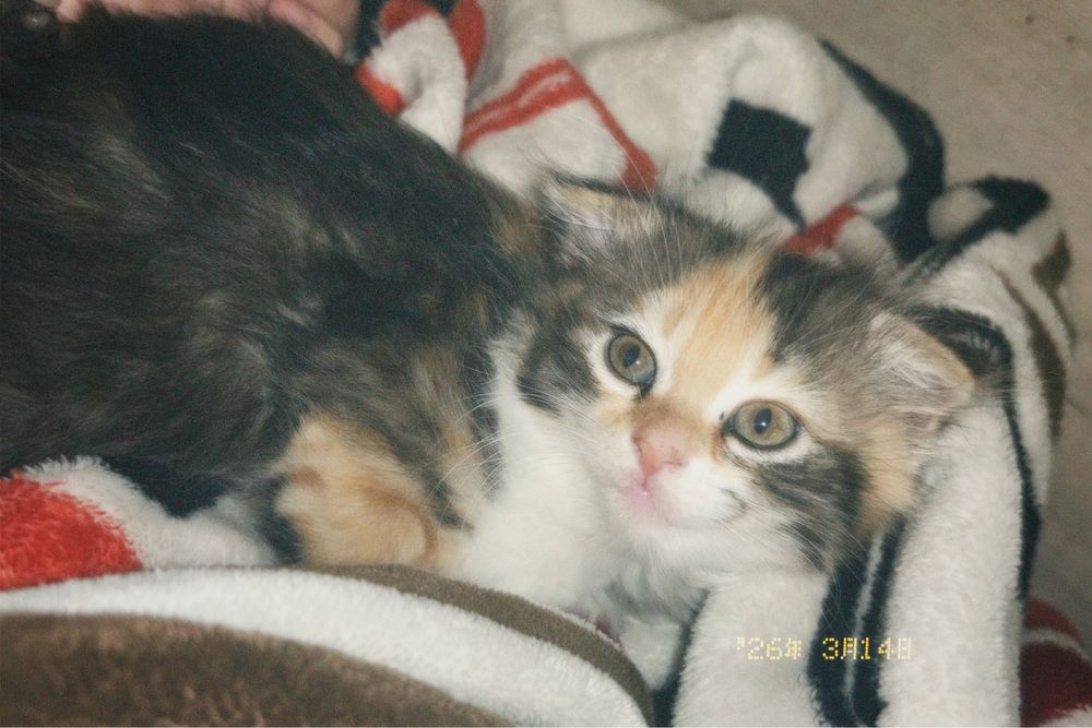 Вислоухий котенок