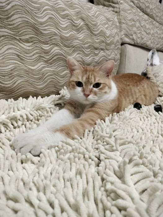 Кошечка в хорошие руки