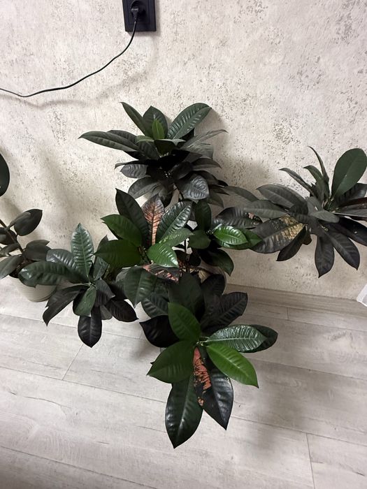 Продам кратон красивый